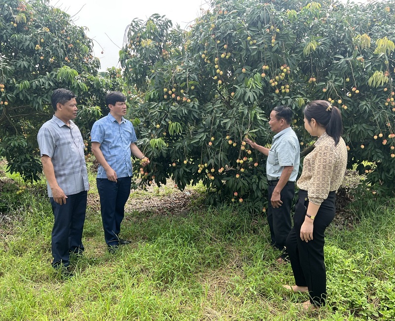 Đồng chí Phạm Trường Tam, Tỉnh uỷ viên, Bí thư Huyện uỷ kiểm tra sản xuất của hợp tác xã vải trứng Hưng Yên xã Đa Lộc