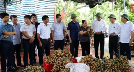 Đồng chí Bí thư Tỉnh ủy thăm mô hình sản xuất nhãn tại thành phố Hưng Yên và huyện Khoái Châu