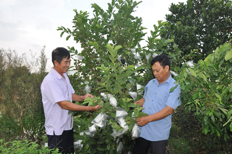Cây ổi lê trên đồng đất Cẩm Ninh huyện Ân Thi
